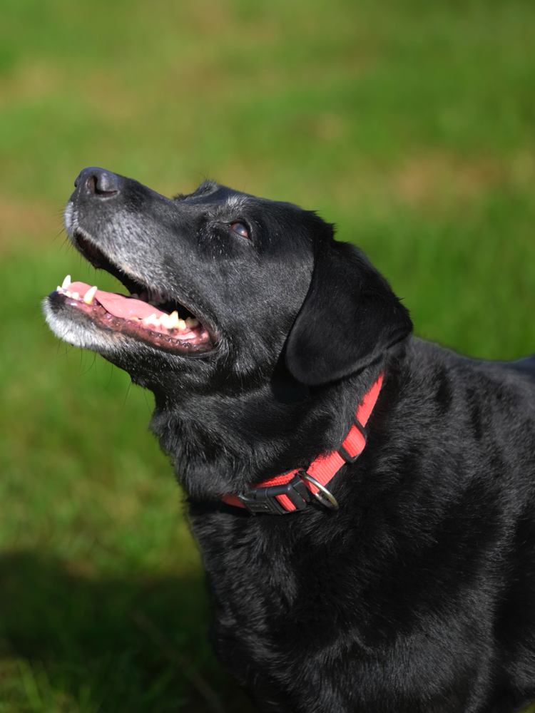 Meet Ruby, a cute dog who wants her treat 