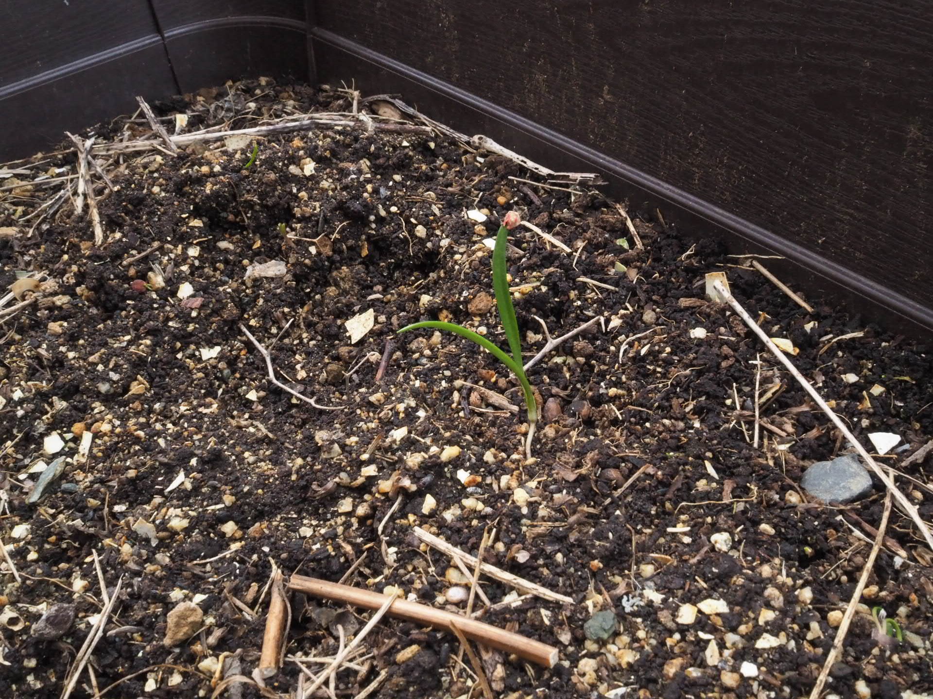 3年目のほうれん草