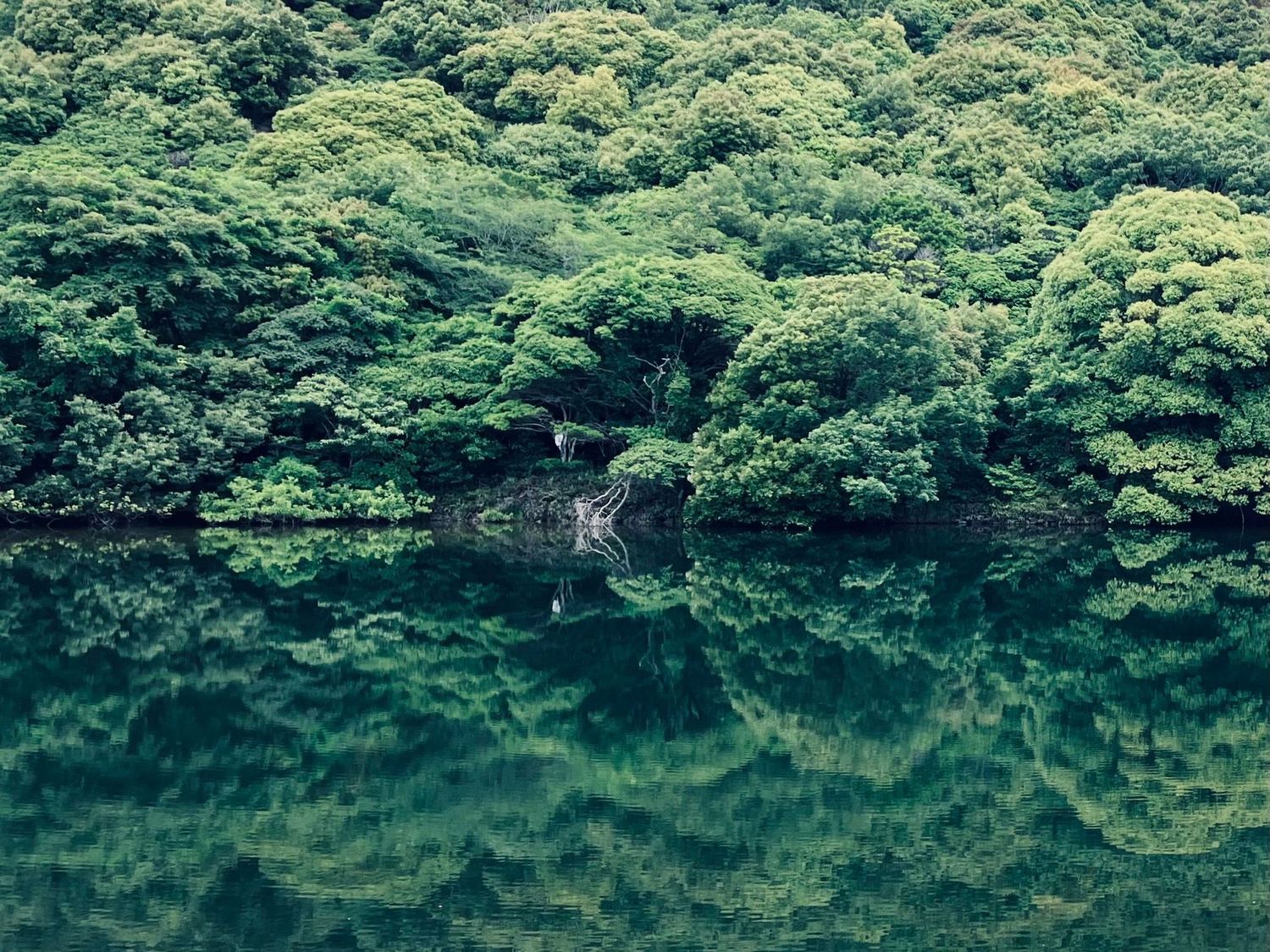 一枚の