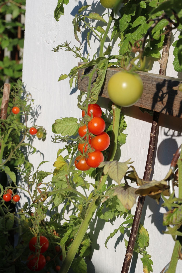 Die Südwand der Garage eignet sich hervorragend für Tomaten