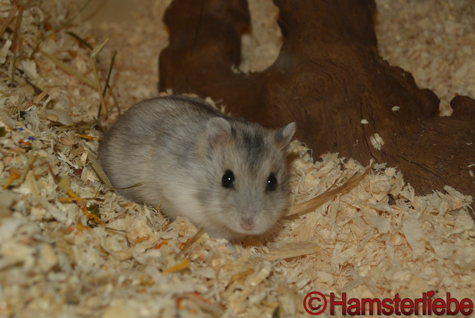 Dsungarischer Zwerghamster (Phodopus sungorus) - Image