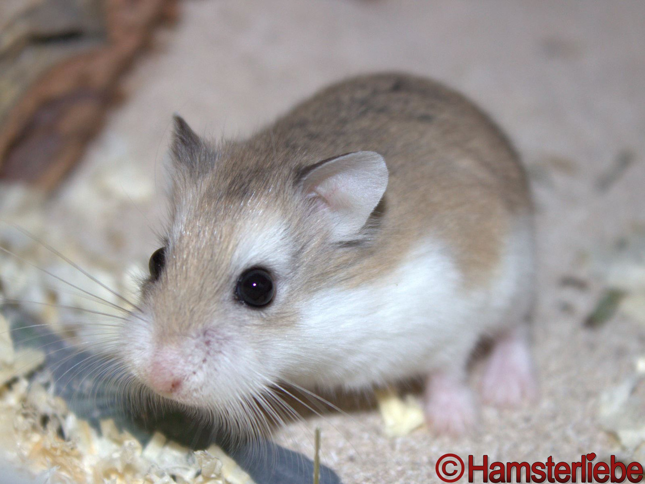 Roborowski Zwerghamster Phodopus Roborovskii Hamsterliebe De