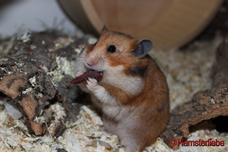 Syrischer Goldhamster (Mesocricetus auratus) - Hamsterliebe.de