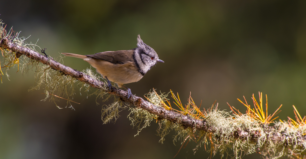 Vogel Meise Licht Wald Herbst Emanuel Niederhauser pic4you