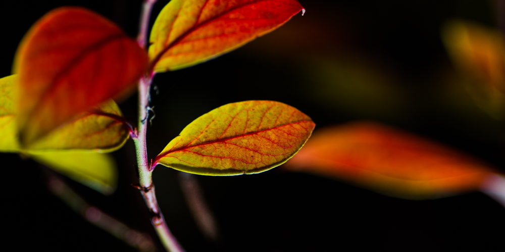 Blatt Licht Heidelbeeren Farben Emanuel Niederhauser pic4you