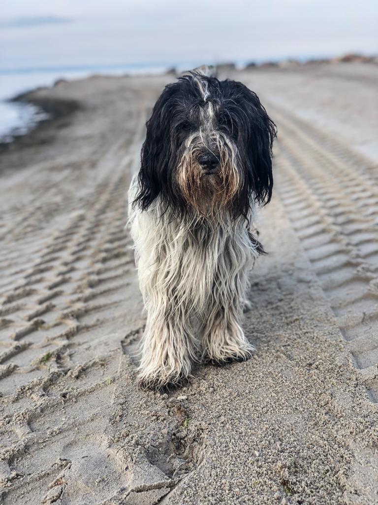 Pepper allein am Strand