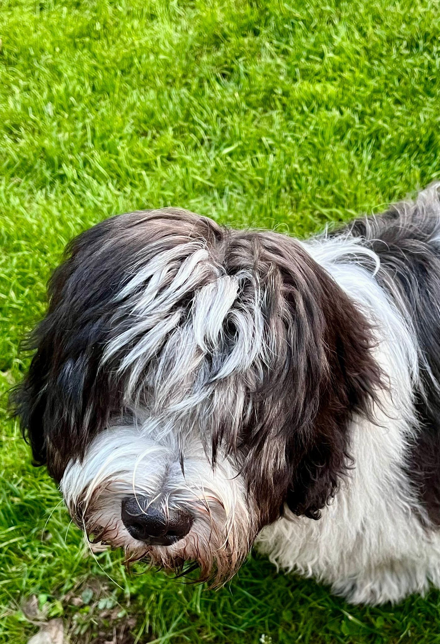 Charly im Garten