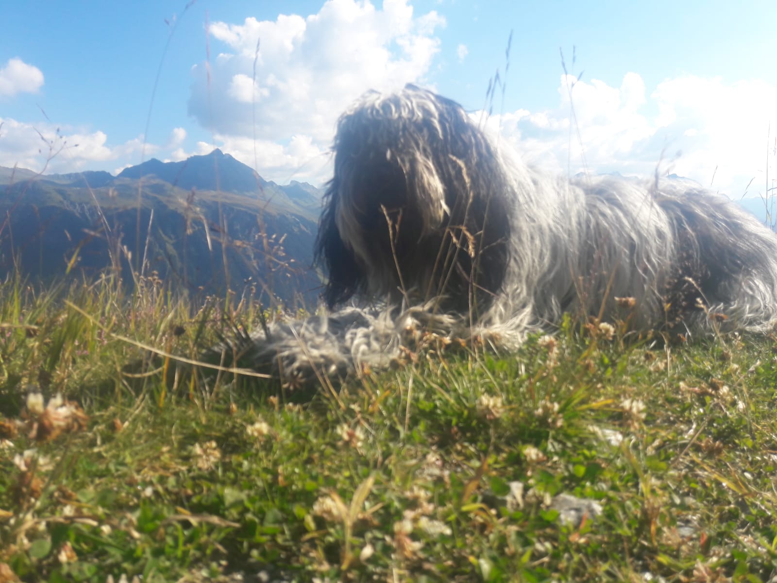 Kalle im Montafon