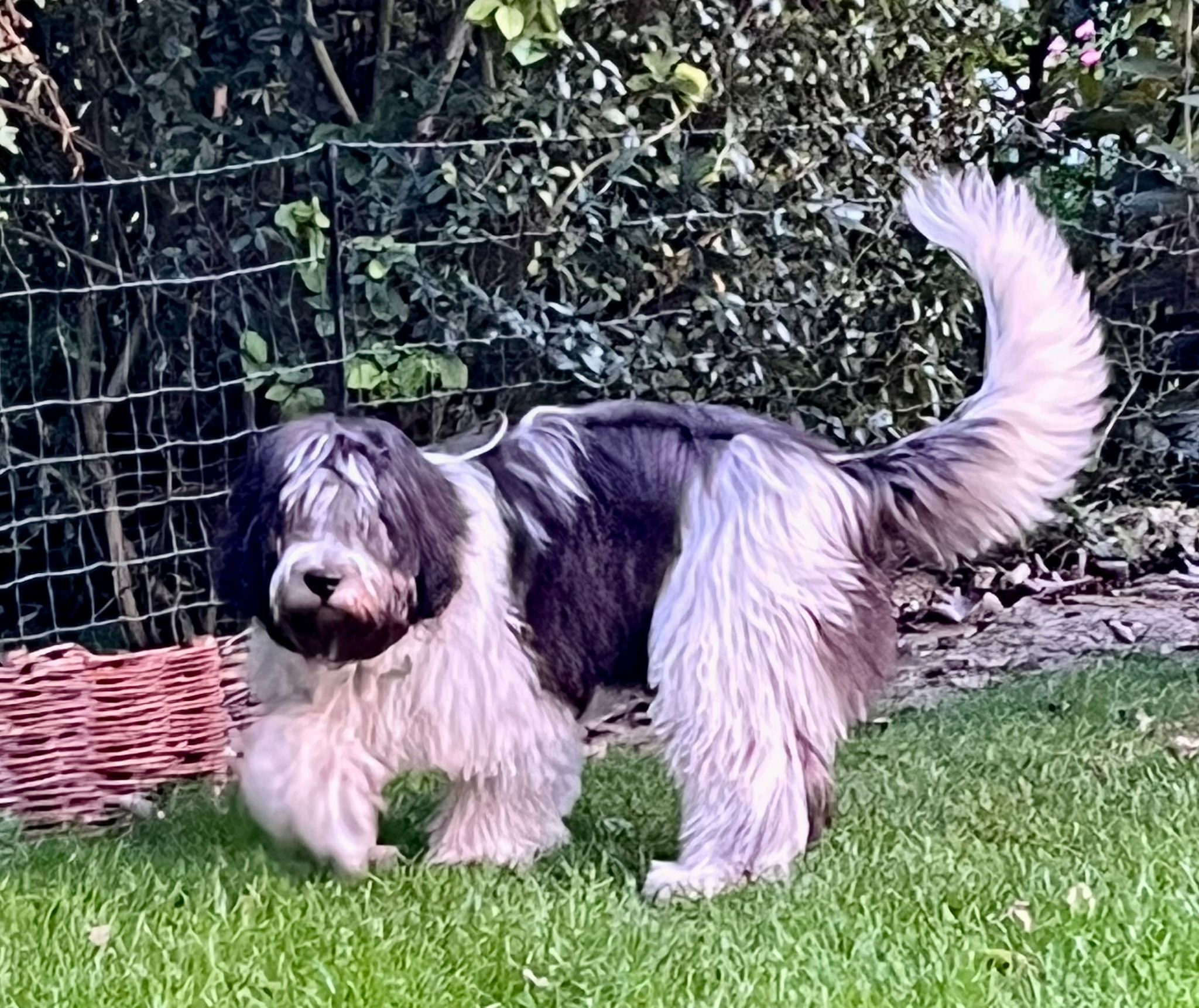 Charly im Garten