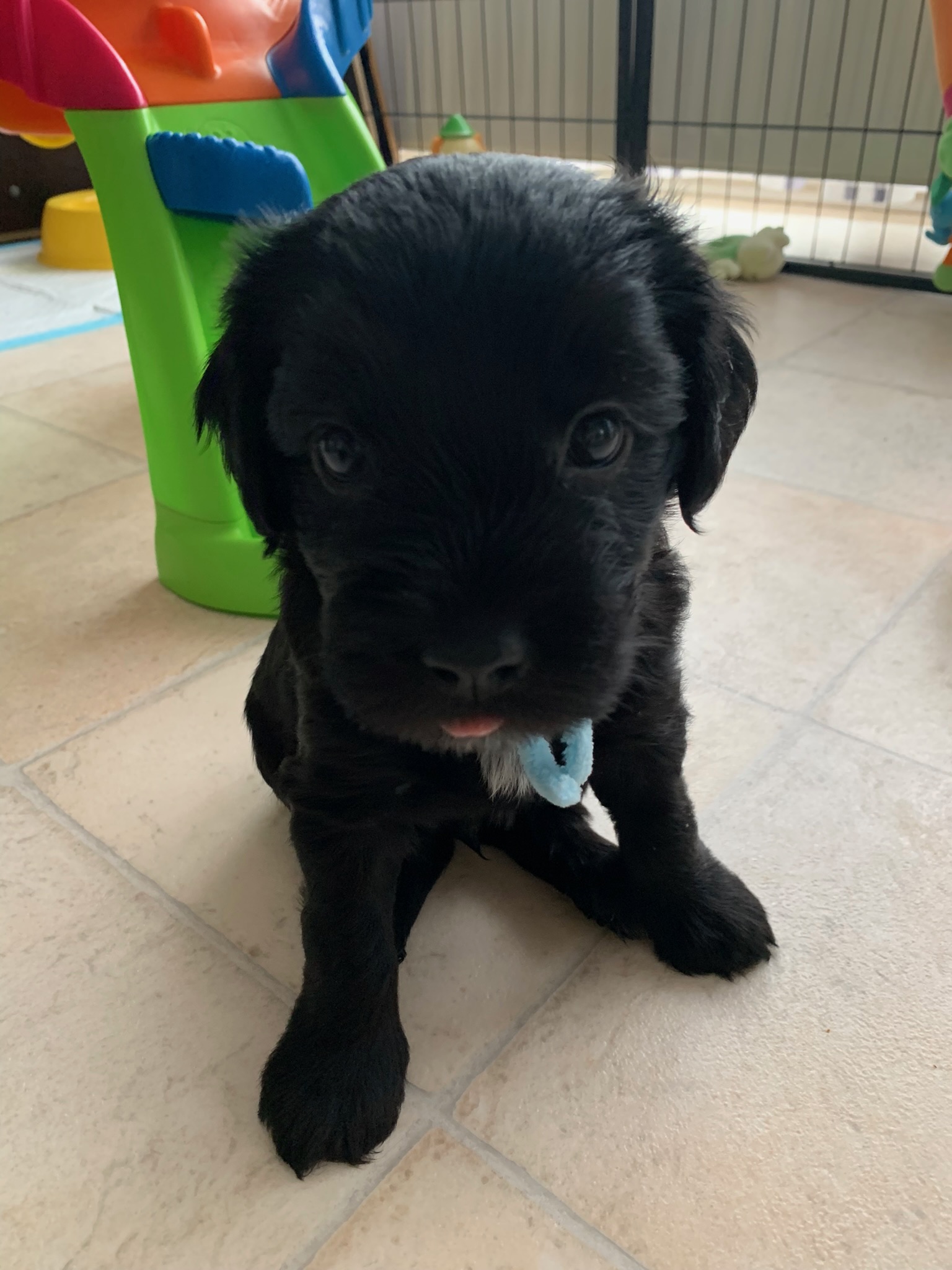Kenai im neuen zu Hause