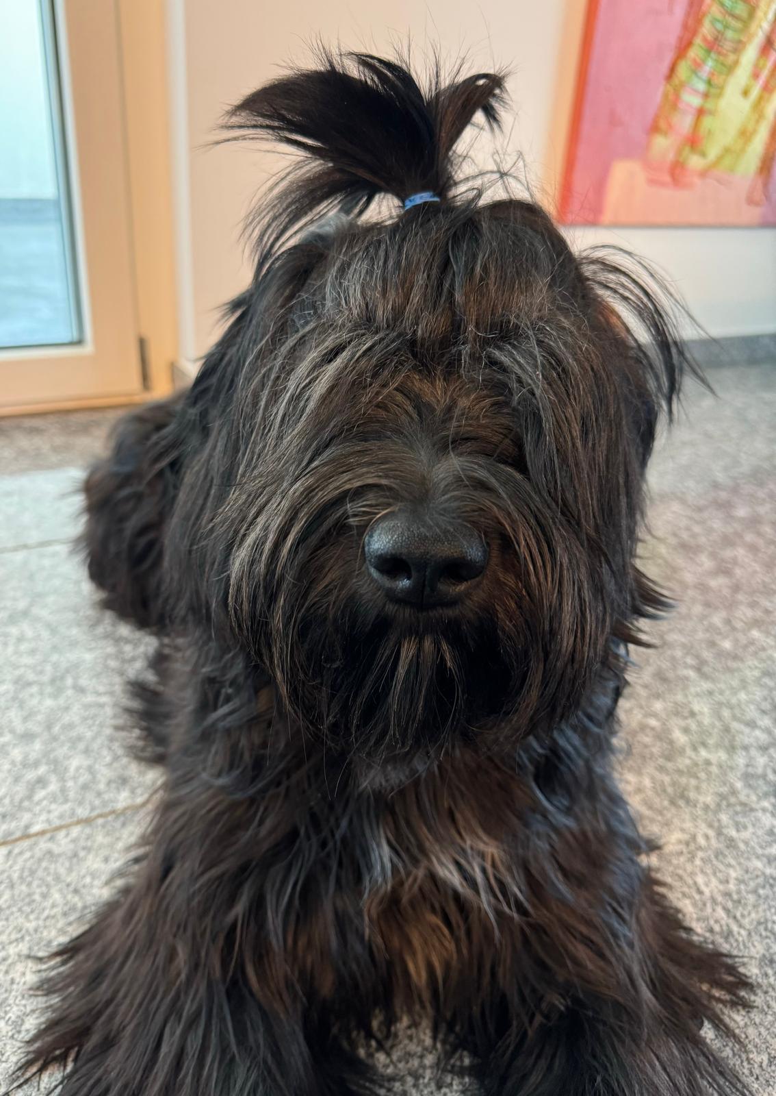 ich hab die Haare schön