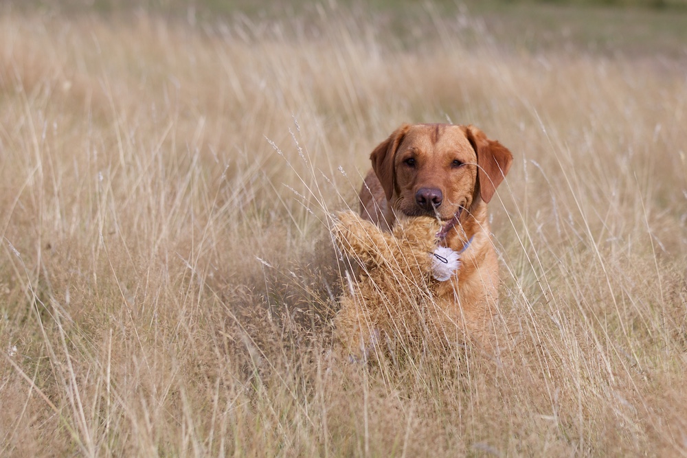 Dog Agility Dogs Matter Cooperative Dog Training in Exeter
