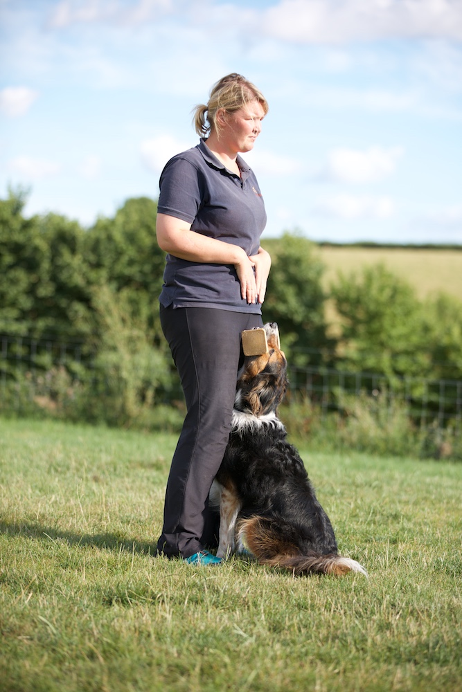 Home Dogs Matter Cooperative Dog Training in Exeter