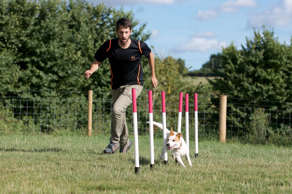 Home Dogs Matter Cooperative Dog Training in Exeter