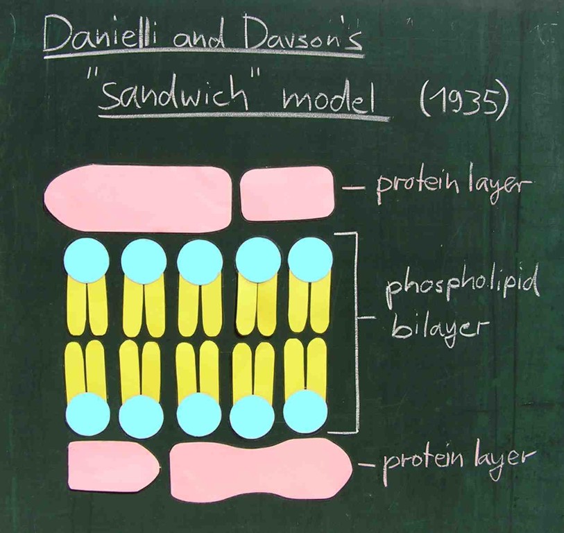 modellentwicklung der biomembran