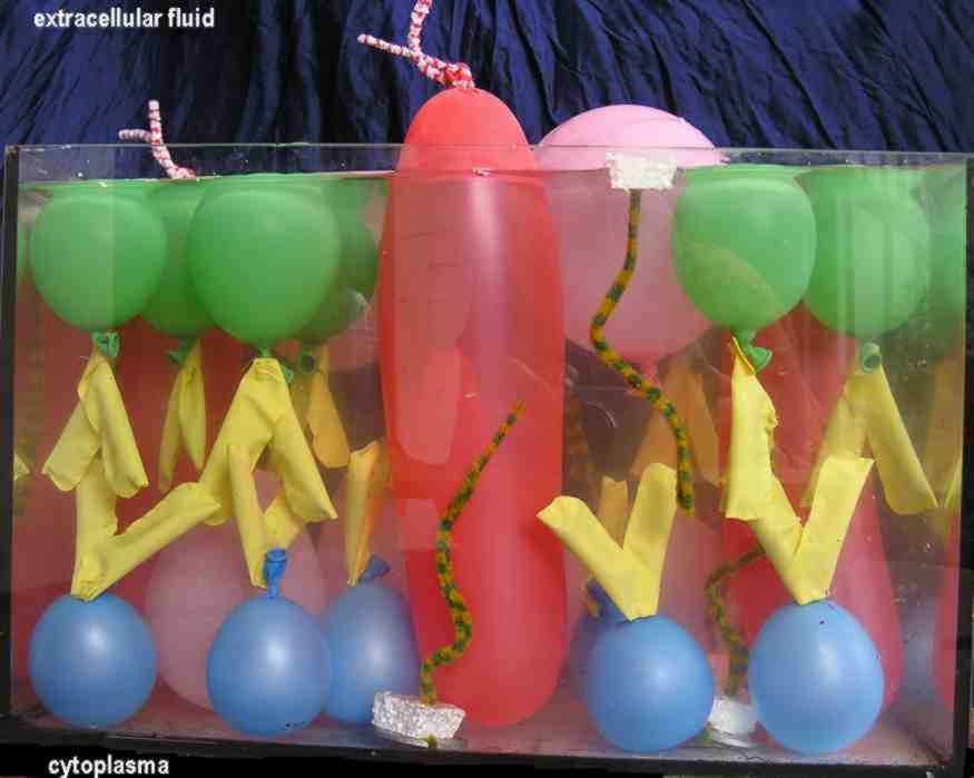 The Biomembrane - From Lipid Bilayer to the Fluid-mosaic Model ...