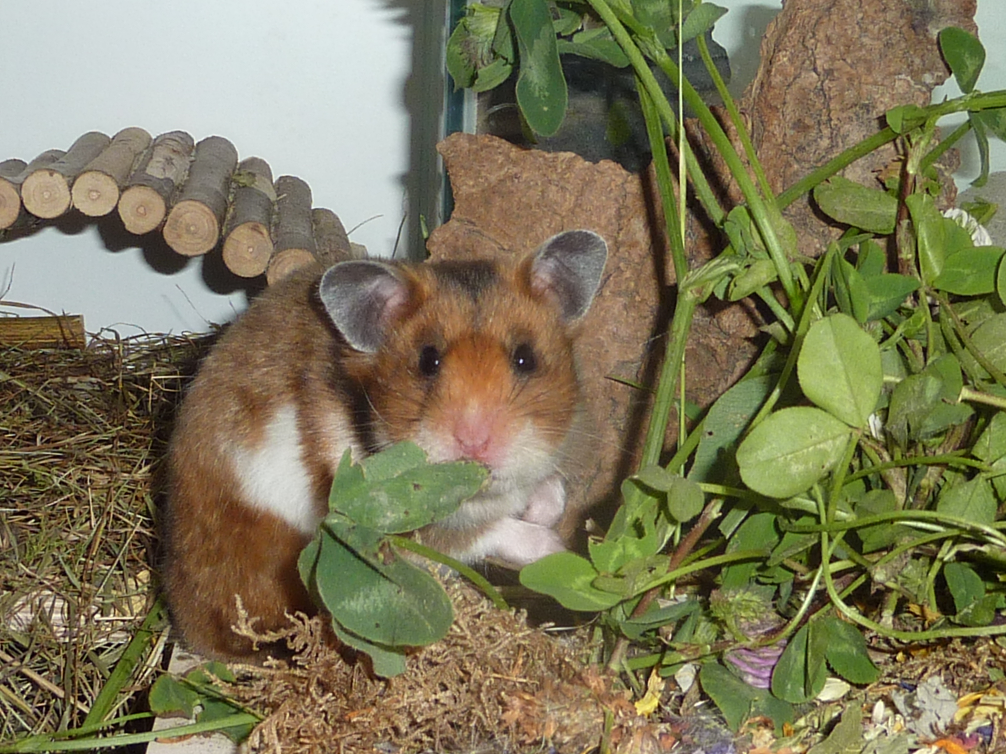 Chinesische Streifenhamster - www.hamsterzucht-koeln.de