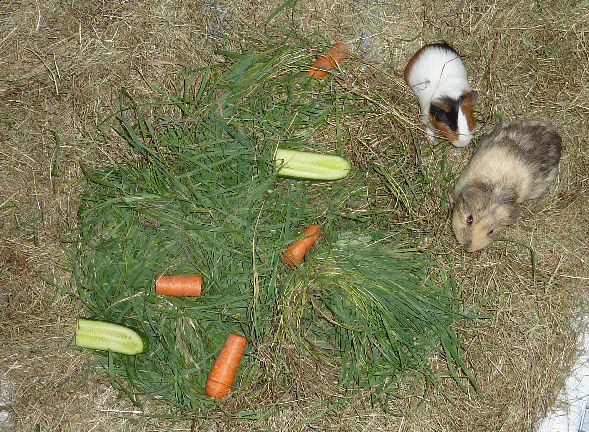 Wie Meerschweinchen artgerecht leben www.hamsterzuchtkoeln.de