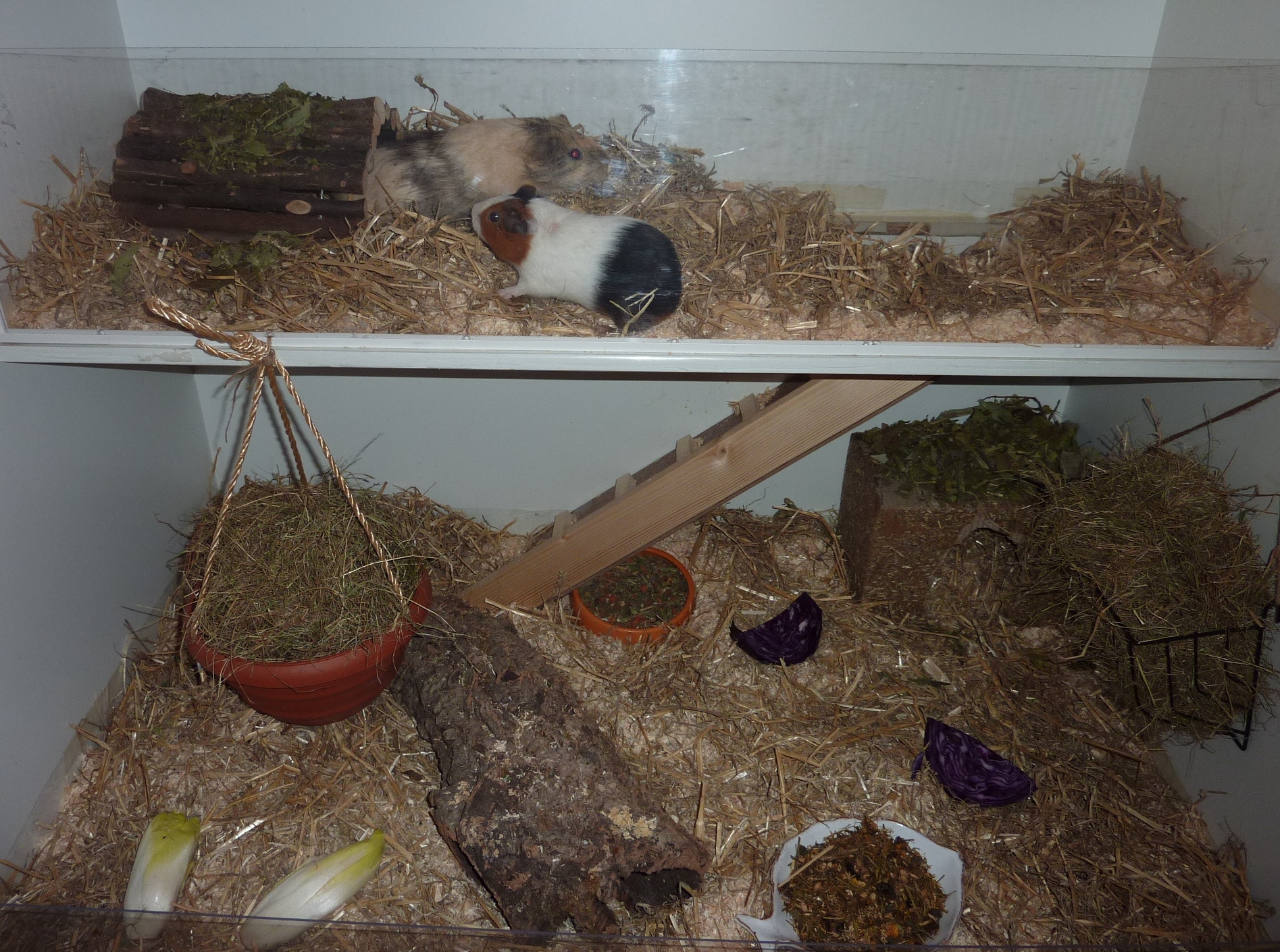 Wie Meerschweinchen artgerecht leben www.hamsterzuchtkoeln.de