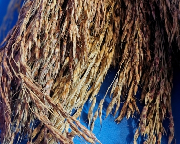 Delicha | Rispe