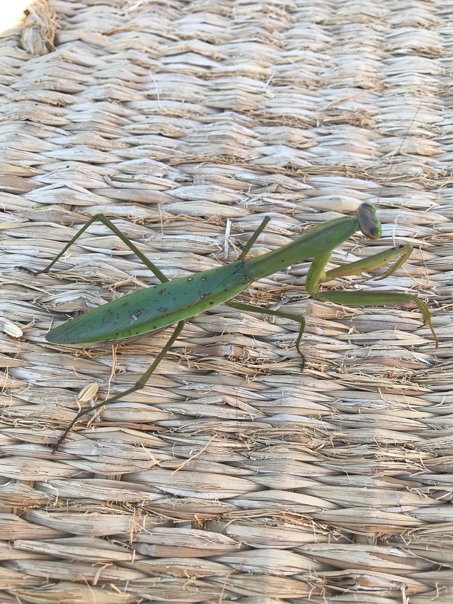 カマキリ（オオカマキリ？）