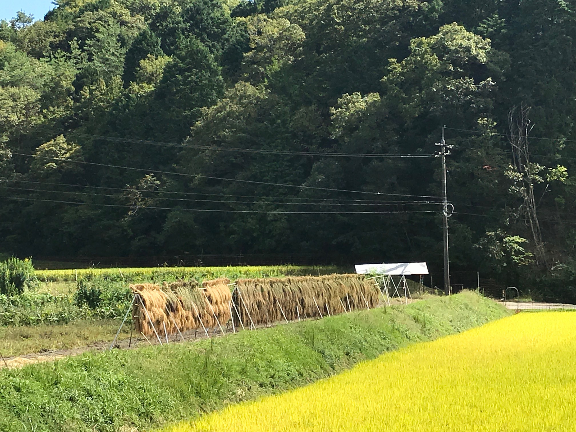 静耕舎目の前の農耕地