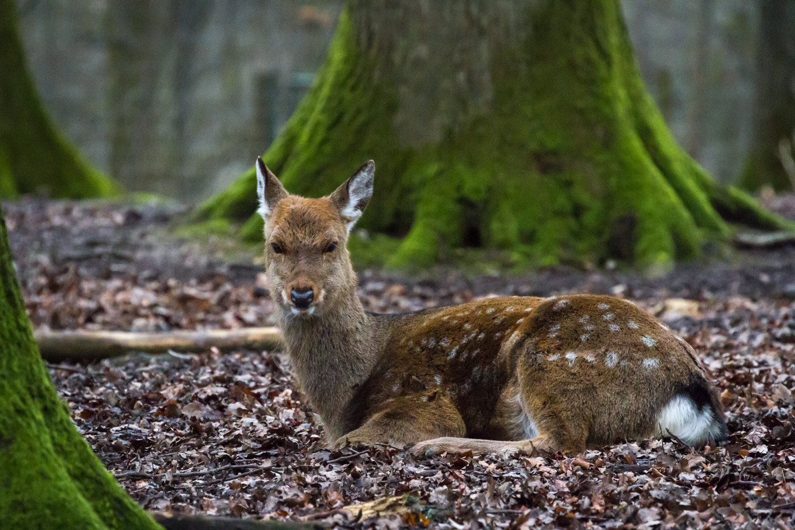 Freilaufendes Wild in grossen Teilen des Parks