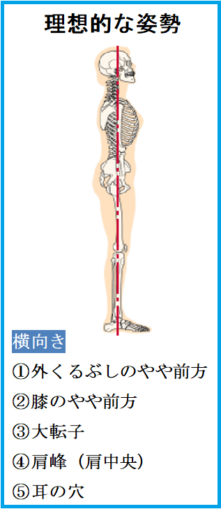 かぶらぎ整骨院・整体院ブログ 理想的な姿勢イメージ