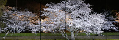歴博エントランスより見える桜