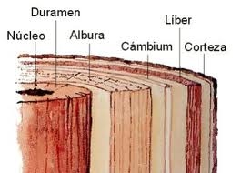 Fuente: sites google.com-Sección de un tronco