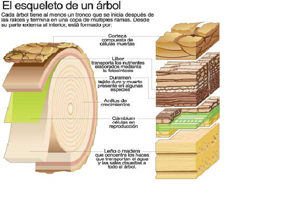 El esqueleto de un Arbol- Victor Tellez Lugo