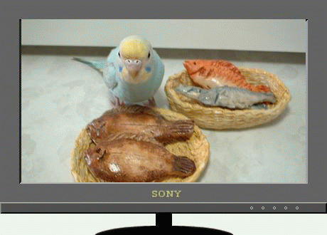 粘土で作った小物 果物 野菜 魚 ピーちゃん セキセイインコ Yorosikus Jimdo Page 粘土で作った小物 果物 野菜 魚 ピーちゃん セキセイインコ Yorosikus Jimdo Page