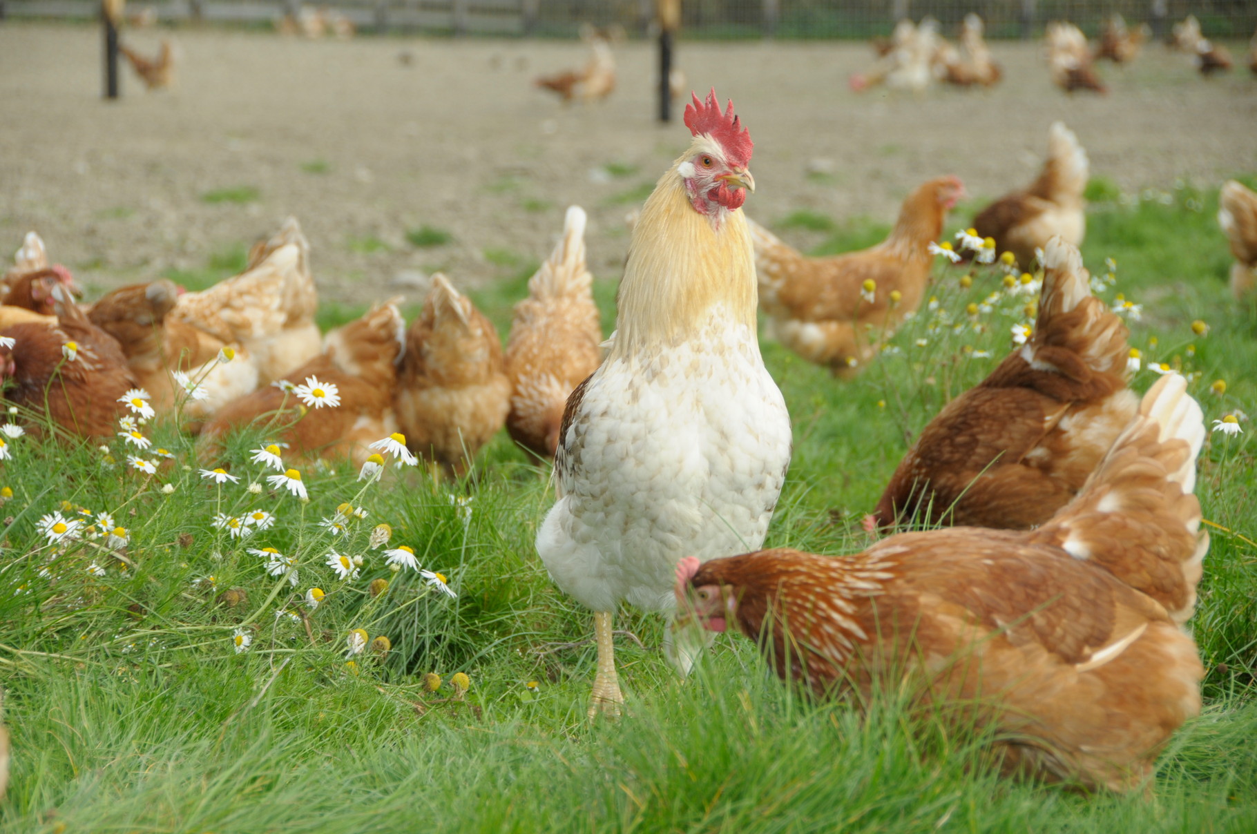 Die Hennen auf dem MAIrHOF Mairhof Ferien auf dem Bauernhof