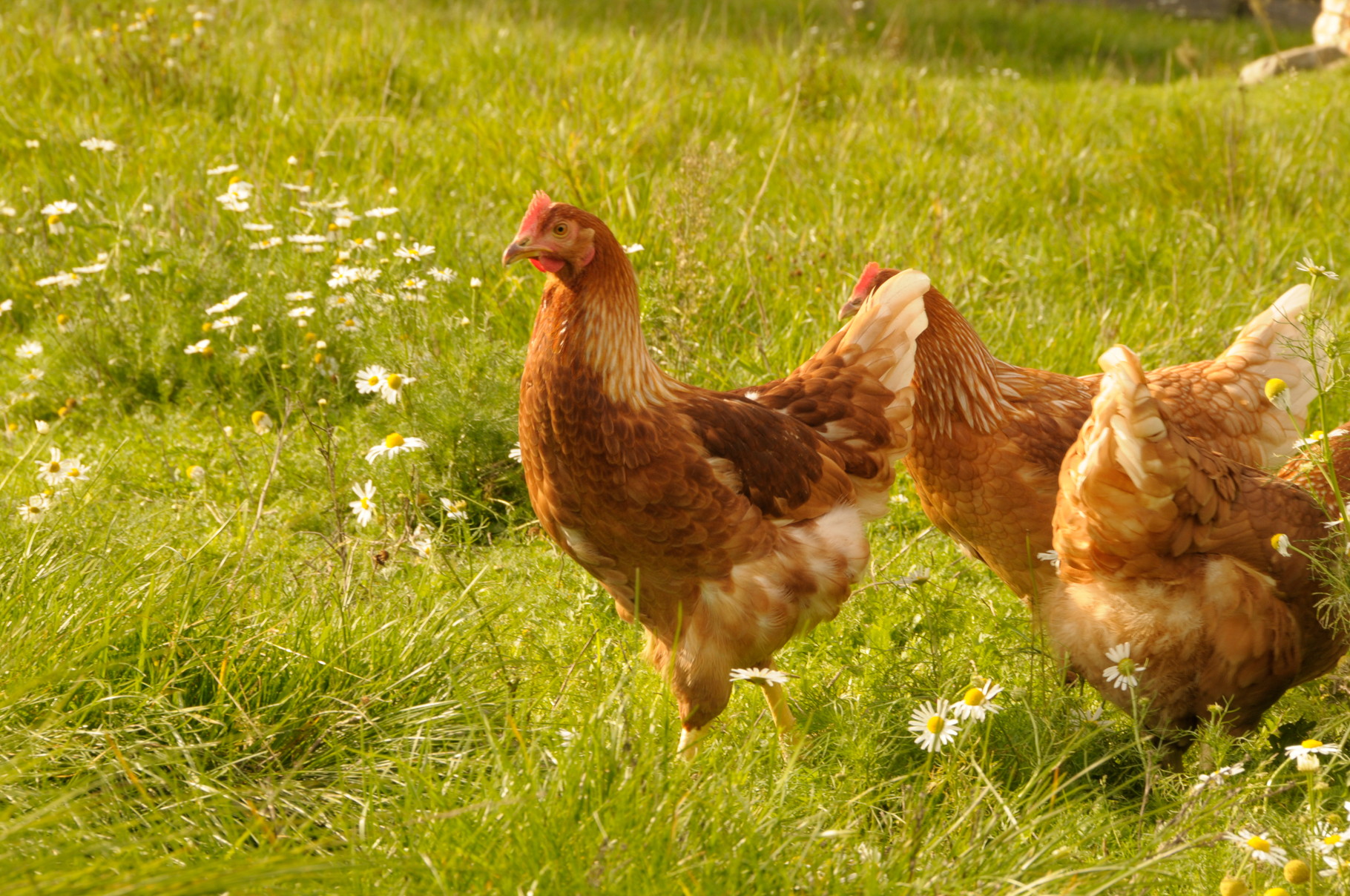 Unsere Hennen haben einen Namen Mairhof Ferien auf dem Bauernhof