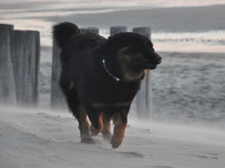 Frieda im Sandsturm  