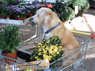 Unser Bobby, jetzt im 16. Hundelebensjahr. Im Einkaufswagen im Gartenmarkt,weil er nicht mehr immer so gut zu Fuss ist. Und wenn er mal gut zu Fuss ist, markiert er an jeder Blume und Pflanze. In Ehren und Unehren ist er zum alten Hundemann geworden!