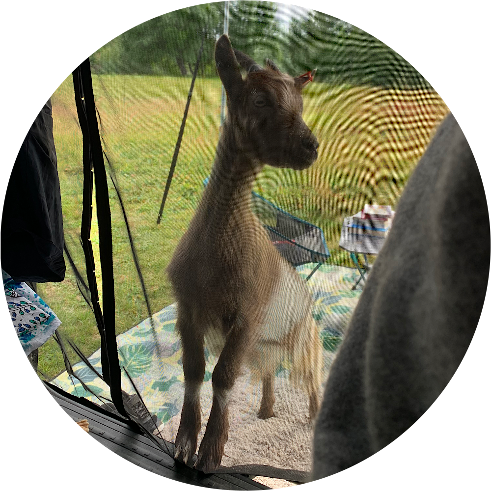 Bergziege erkundet Bulli Bob