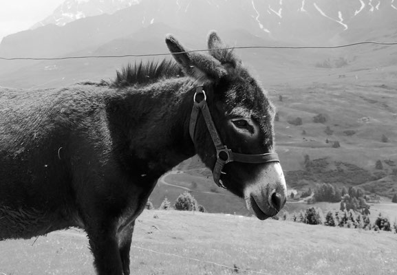 The Donkey