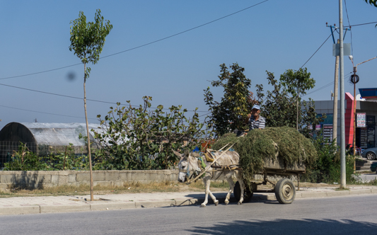 Esel ersetzen in Albanien den Traktor. Es gibt quasi nur Esel, kaum Traktoren.