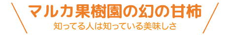 マルカ果樹園の幻の甘柿