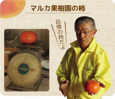 マルカ自慢の肉厚富有柿