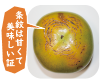 マルカ果樹園の大秋柿　条紋は甘くて美味しい証