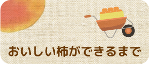 おいしい柿ができるまで