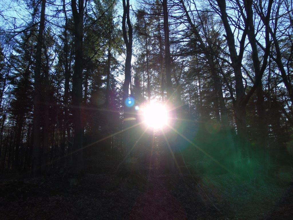 Sichtbare Energien im Märchenwald