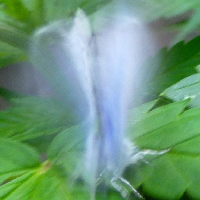2 Bläulinge beim Paartanz☼☺☺☼☼ Was für ein schönes Lichtwesen.....