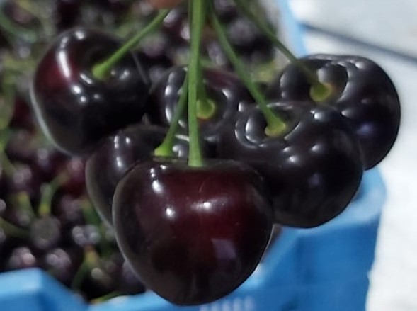 Dit weekend: 5 kilo Kordia voor € 25,-