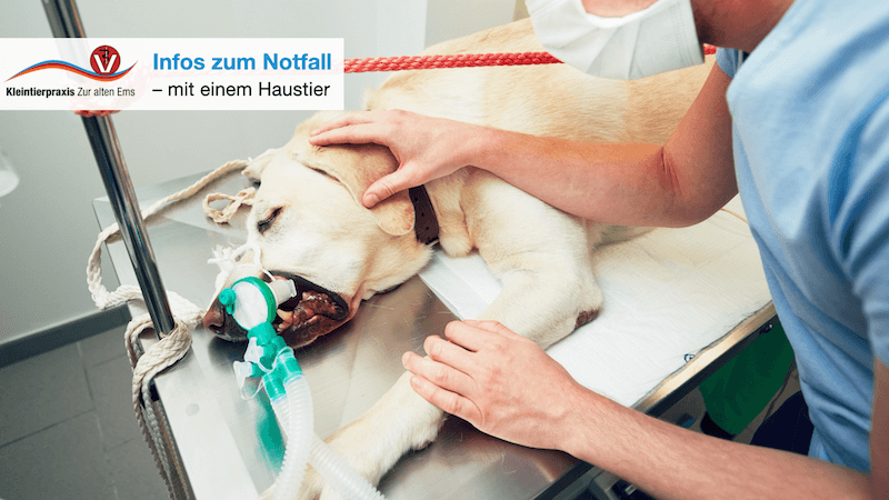 Tierarzt-Notdienst für Rhede und Papenburg – Infos zum Notfall mit einem Haustier