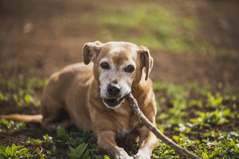 Wenn Ihr Hund oder Ihre Katze älter wird – Altersvorsorge beim Tierarzt in Rhede