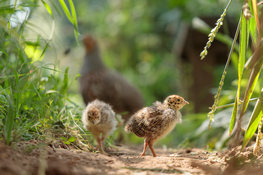 Natur des Jahres Vogel des Jahres 2026 Rebhuhn NABU Düren