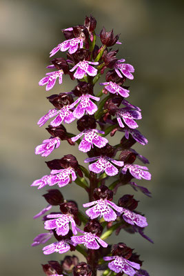 Purpurknabenkraut (Foto: Achim Schumacher)